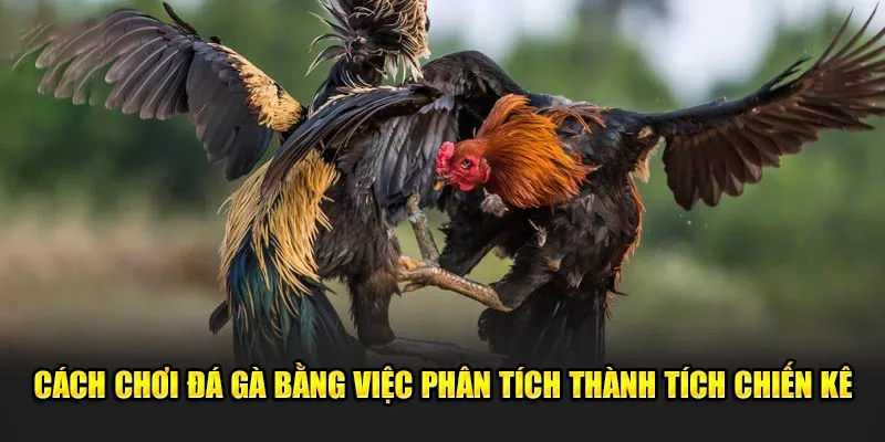 Cách chơi đá gà bằng việc phân tích thành tích chiến kê