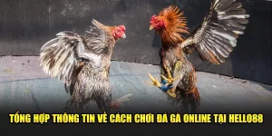 Tổng Hợp Thông Tin Về Cách Chơi Đá Gà Online Tại Hello88