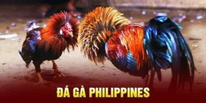 Đá Gà Philippines Chiến Trường Chọi Kê Đỉnh Cao Hấp Dẫn